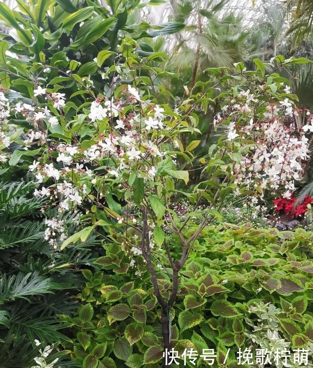 仙气飘飘的4种花,过年养一盆,颜值超高人见人爱!