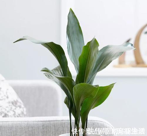 居家养花,推荐这8种,耐阴又好养,是家庭盆栽佳品!