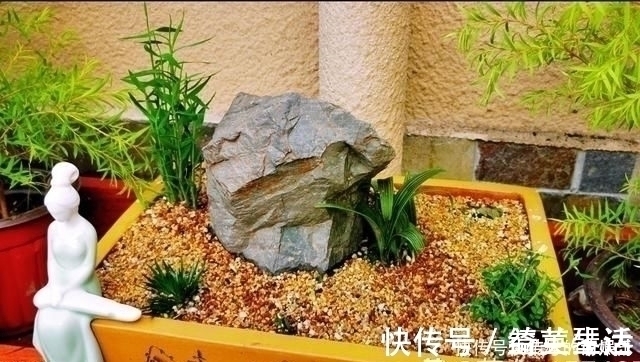 盆景|用石头盘子来养花,变成小盆景,价值能翻好几倍