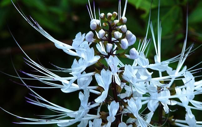 农村俗称“肾草”,遇到赶紧挖回家,如今很稀少,是打结石良药