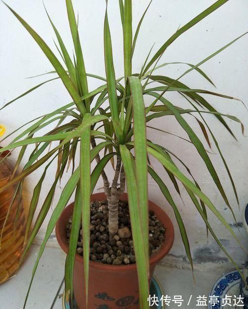 十种防辐射的绿植，装点家居好帮手，还能净化空气防辐射