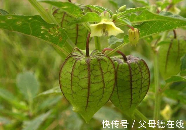 口腔炎|对于不懂的人来说,只会把它当野草,其实它是一种,能治病的良药