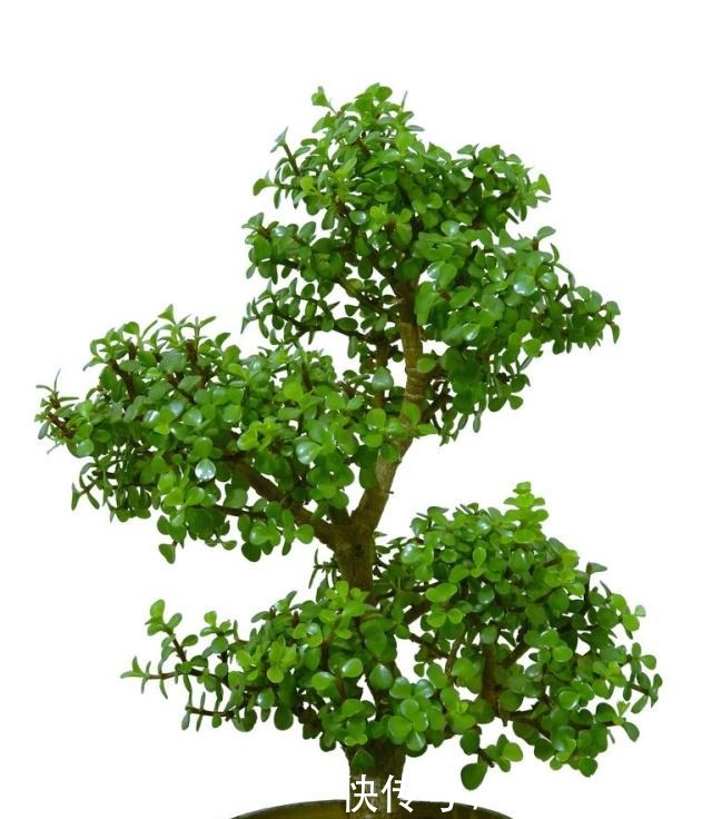 这2种便宜花是“镇宅之宝”,这样养一养,摇身变成“大老桩”!