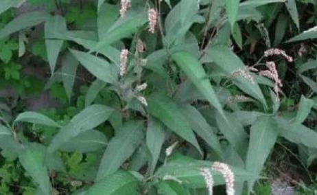 价值|农村不起眼的野草,营养丰富,价值高可菜可药