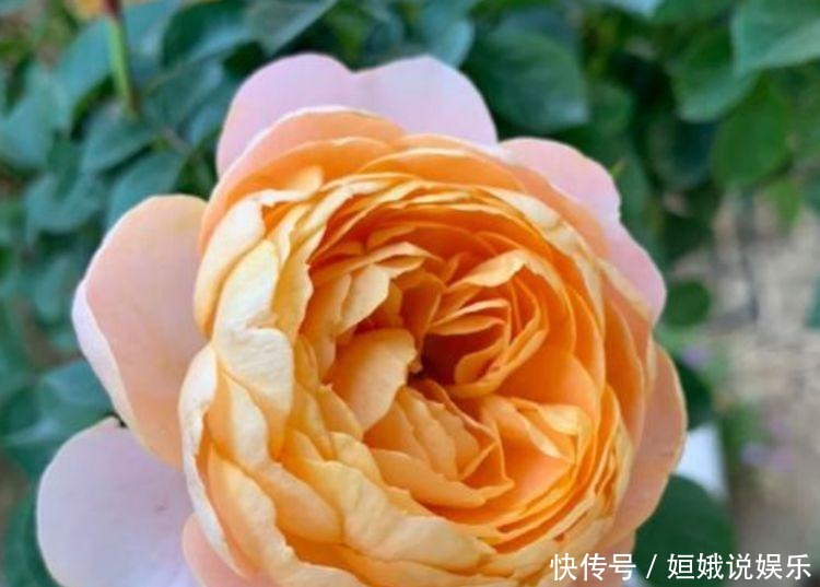 长势|超漂亮的5种花卉,长势好、花色艳,开花硕大香味浓