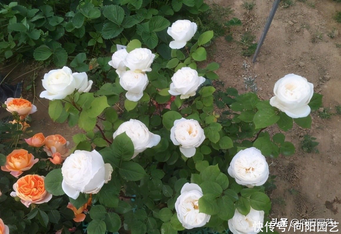 主干|月季花也有好坏！如何挑选好的月季？养好月季花，苗子要选对