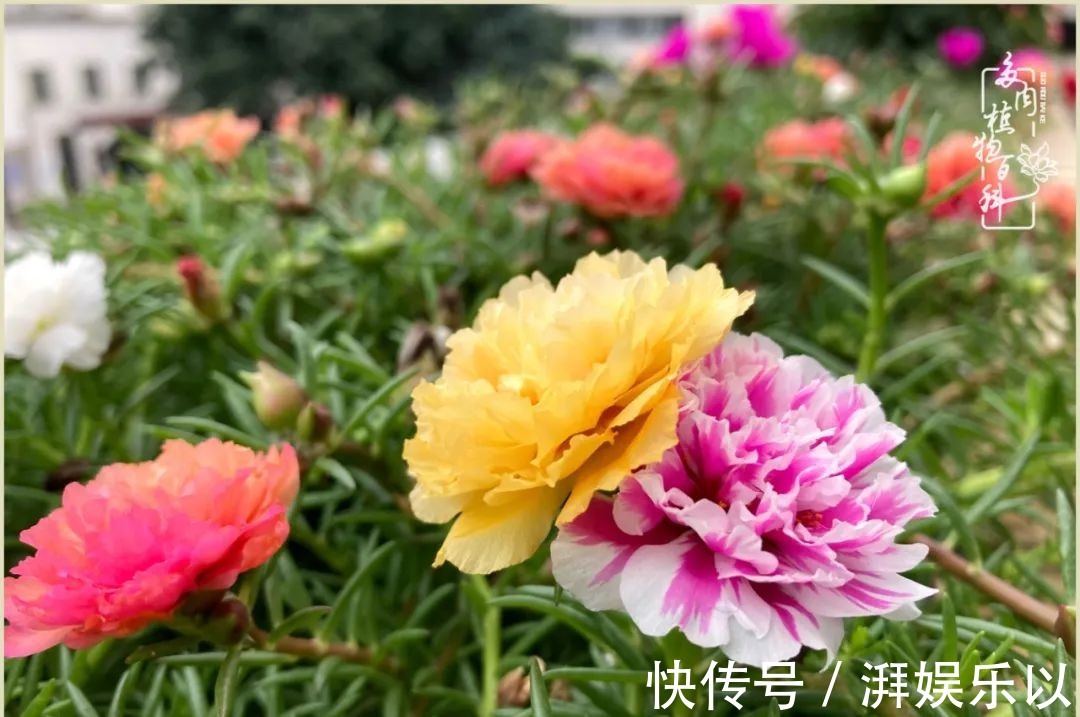 遇见即美,花事未荼蘼!种一桌子多肉,看花开花落!