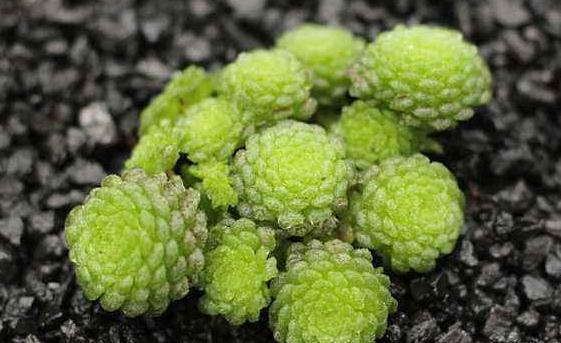 敲黑板,把握这三个关键点,让夏必死的瑞典魔男多肉安全度夏