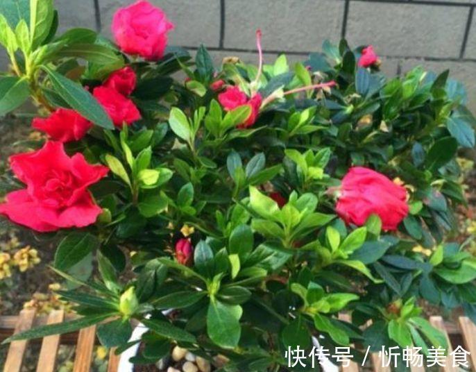 杜鹃花|养花就养此几款,全年开花不停,耐旱耐冷超好养