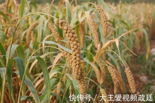 食在大唐--唐人当时的主食是什么