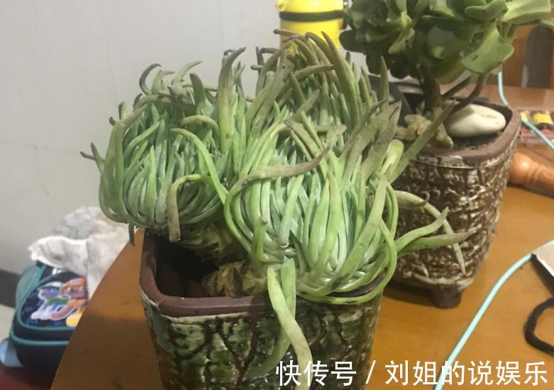 养仙女杯多肉爱杜丽丝,3个细节把控好,茎叶茂盛又美丽