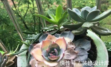 鲜艳|封闭阳台上，禁止养3种花，理想丰满，现实打脸，白白浪费钱