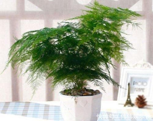 白糖|别再用“白糖”养文竹了,这5点做到位,不黄叶,还开白花