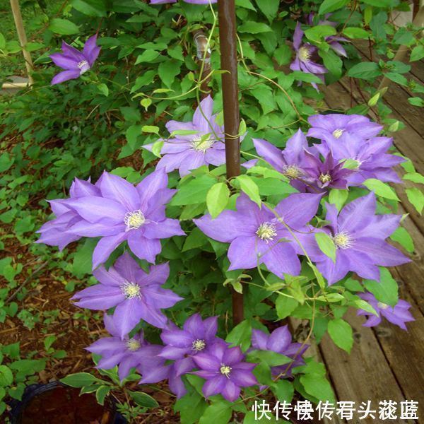 大岩桐|寓意“紫气东来”的5种花,养在家里“年年”都能开,太赞了