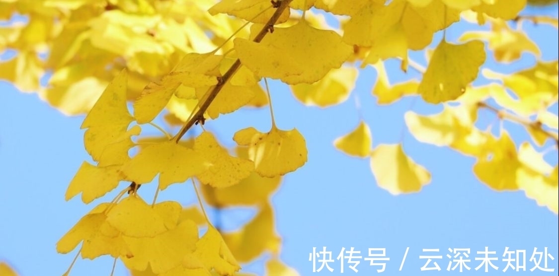 词曲$两首清丽的秋怀词曲,诗意悠然,余韵袅袅