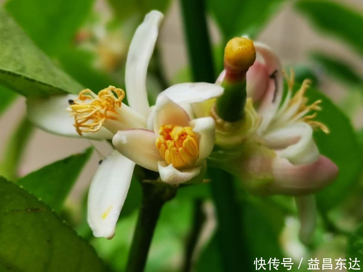 冬天开窗少，室内空气差，3种花净化空气效果好