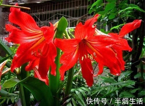 自然环境|朱顶红开花少不开花?牢记3个促花妙招,1年开3次,花开璀璨烂漫