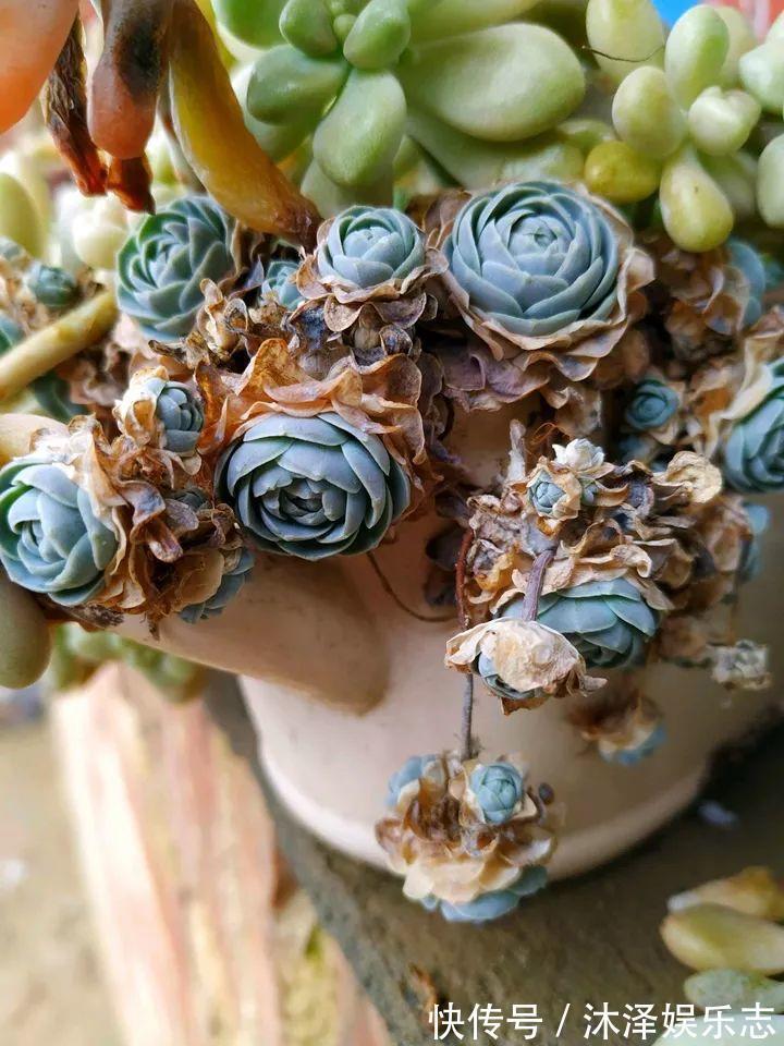 农村爷爷养多肉，破缸、破鞋里都塞满，照样养的肥嘟嘟！