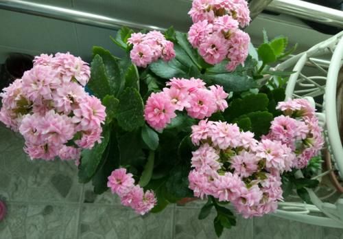 开春养殖花草植物，准备好这3样，就能顾全“花叶根”的需求