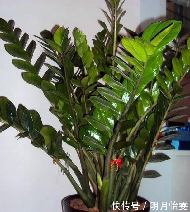 这3种“聚福树”,树干“粗壮”、枝叶旺盛,客厅“适合”养1盆
