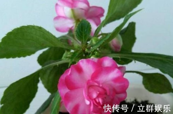 玫瑰花|1种花，人称“草本玫瑰”，比玫瑰美，比月季好养，芳香飘满屋