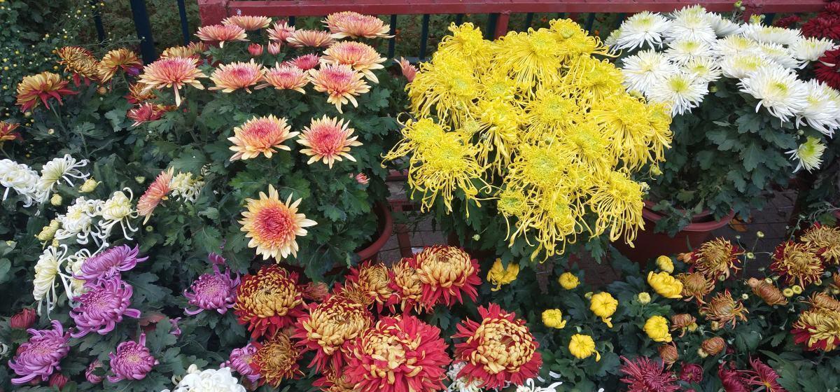 5种花都说不吉利,我却养了一大盆,每年开花都美翻了