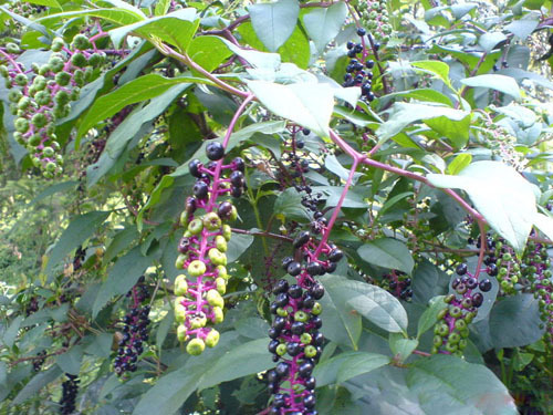 野草|农村有一种野草,人称“见肿消”,消肿具有奇效,你在路边见过吗