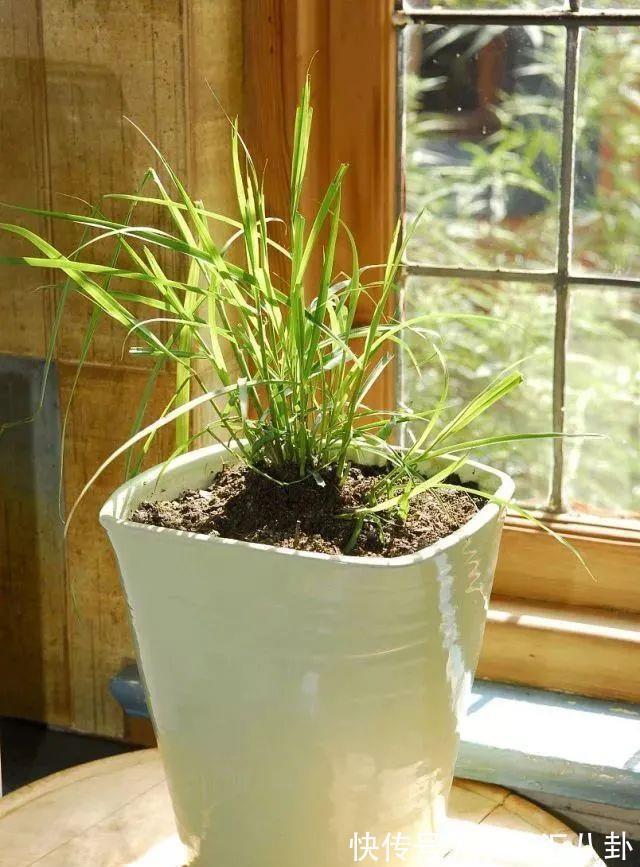 植株|盆栽“法宝”：收获前是“驱虫剂”，收获后可香料、可茶饮！