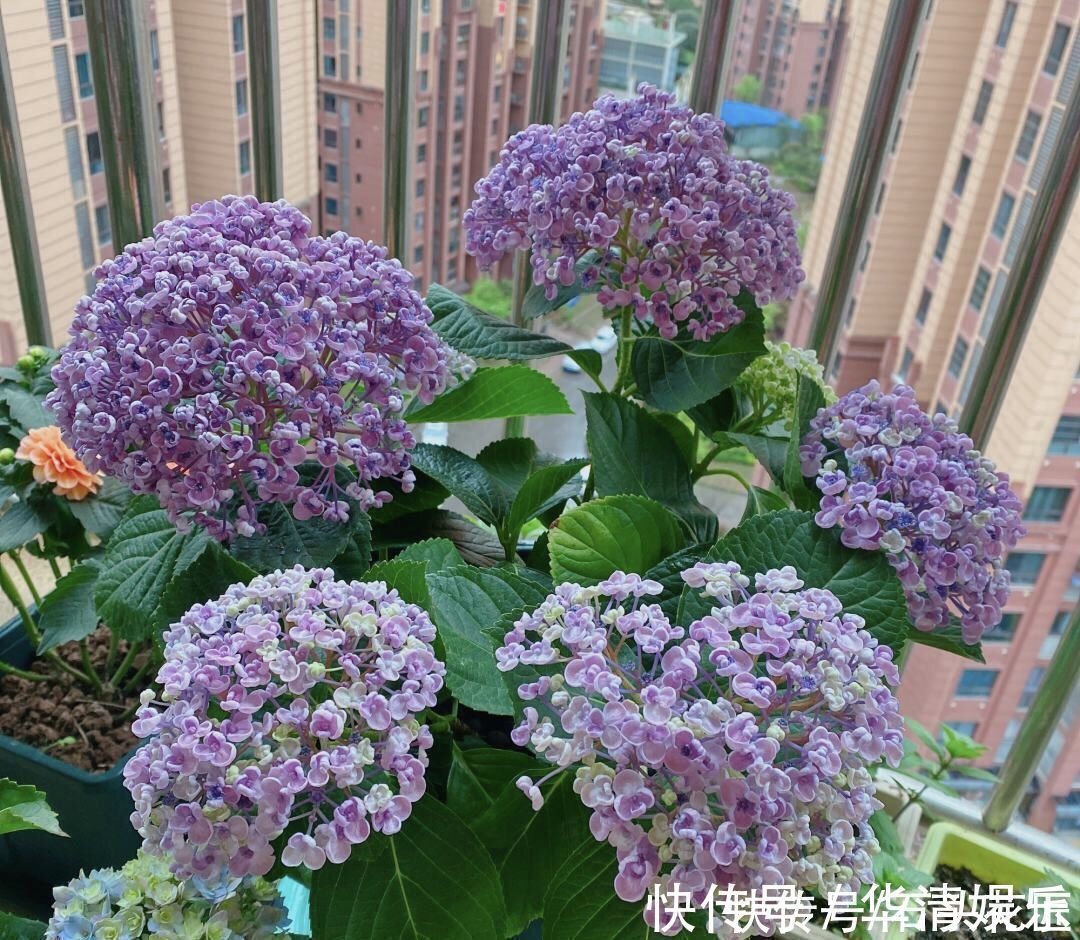 它是绣球花中的“爆米花”，花瓣卷起来，可以调色、容易爆花