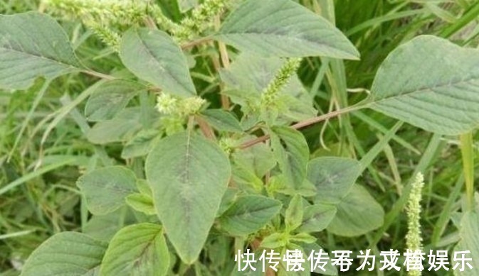 蕨菜|这几种野菜城市人估计连名字都叫不上来,你们有没有吃过