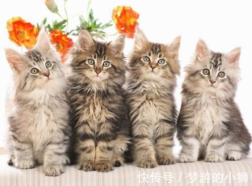 |幽默笑话：娶媳妇，娶个泼妇倒不怕，哪怕是河东狮，作完了