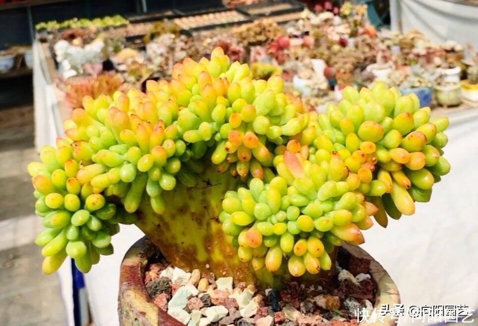 品种|买多肉,不买缀化的,黑腐率相当高,养不长久,白花冤枉钱