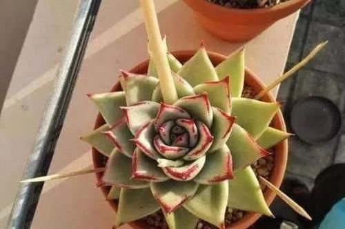  误区|远离这些养花误区，啥花都能养爆盆！