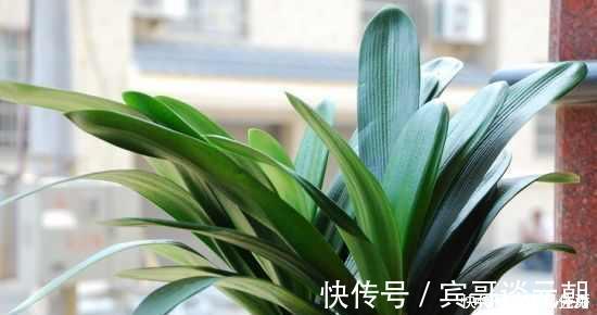 花苞|花匠严肃的说, 给君子兰这样洗个澡, 花苞蹭蹭长, 1年开花好几次!