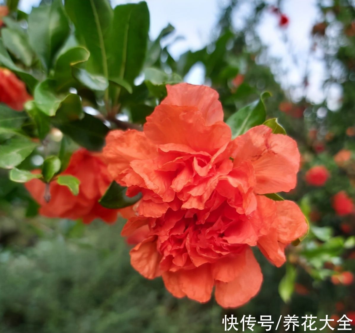 柚子树|4种果树，种在院子里特旺宅，还有时令水果免费吃