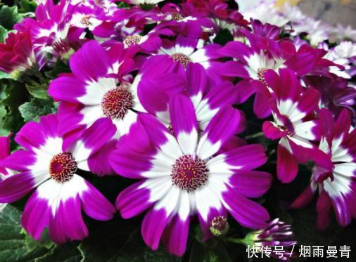 4种花漂亮又好养,养几盆家里变花海,颜值超高超美的