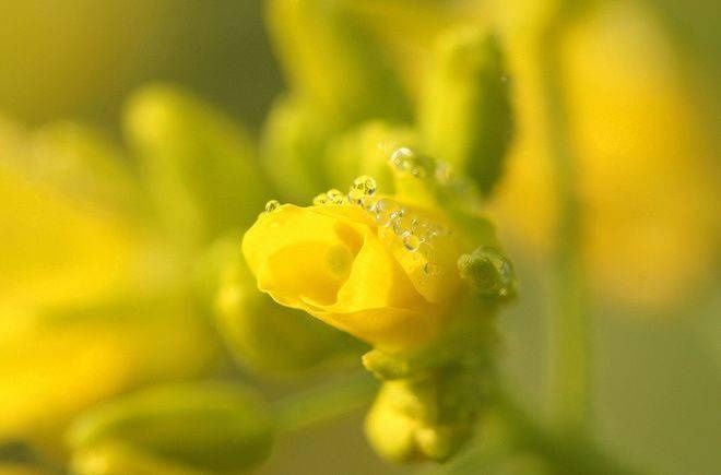 粮食开花，赏心悦目，您见过吗？