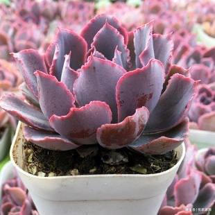 罗宾|喜欢养多肉就挑漂亮的养,12款迷人的紫色多肉,好看还好养