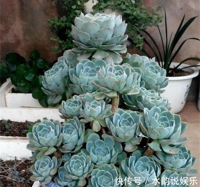 烂根|夏天养多肉,记住“懒养”,少打理多观察,要不烂根烂叶找上门