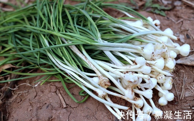 吃法|68种野菜图片，教你认识不同的野菜和吃法，你想要的野菜这里都有
