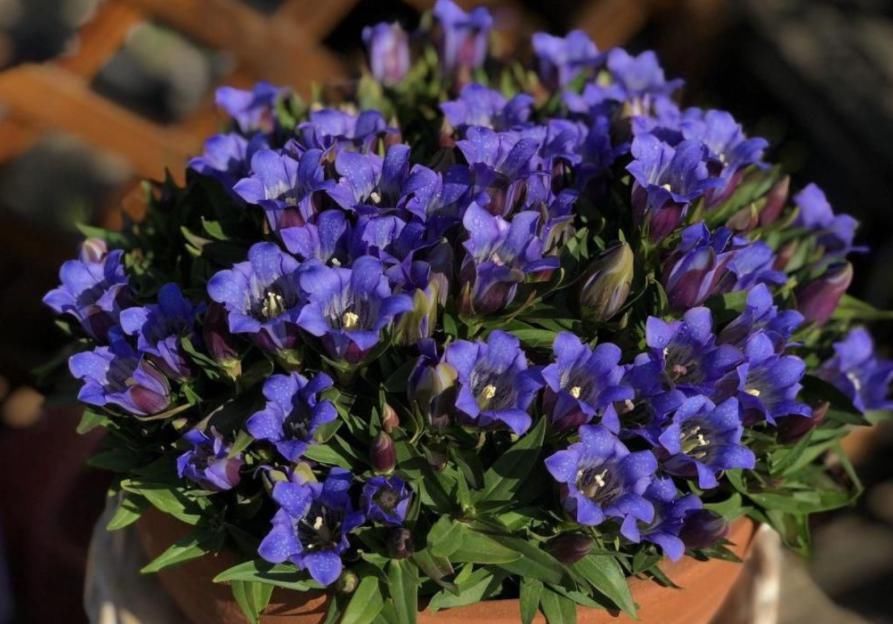  冬天养这4种花，郁郁葱葱开花旺盛，漂亮的小花陪你过冬