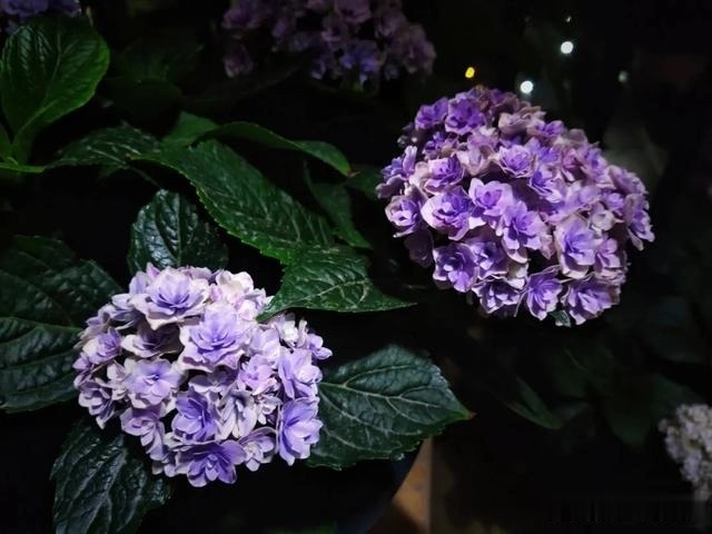 圆滚滚的绣球，瀑布般的花墙，这届花友也太会种花了吧