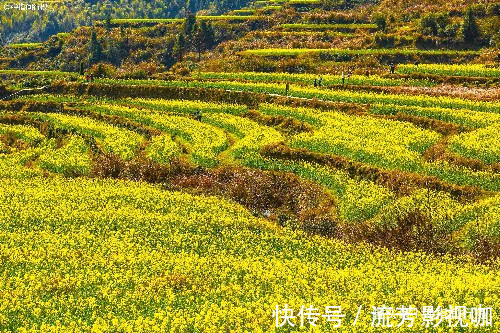 春色|中国”最诗意“的乡村，油菜花海徽派古村完美交融，春色美成仙境