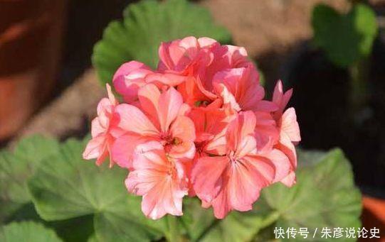 几款花卉形状特别,又显贵气,养在家里超合适的