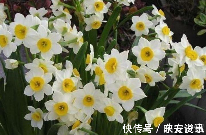 水仙花|号称女神花的几款花卉,漂亮又好养,沾土就活,越养越爆盆