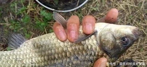 个头|小鱼闹窝?野钓用这几招,中钩的都是大板鲫