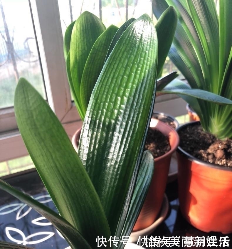 土壤|君子兰不长新叶多是这些因素导致这样养,让君子兰快速生长