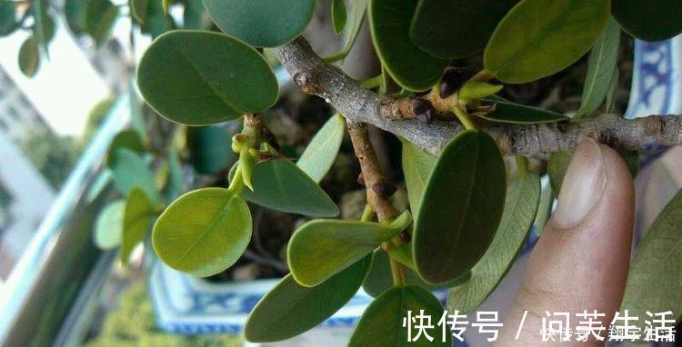 大妈养一株“象鼻”盆景,从没人要变“万元级”,才花3个月