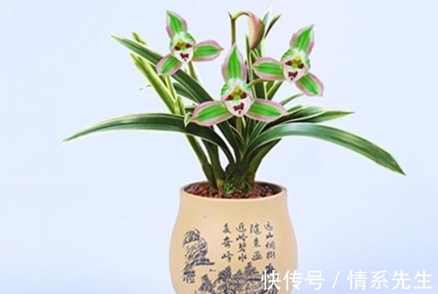 一花双色非常罕见，花香清新，叶带金边，花姿高雅大方，让人沉迷