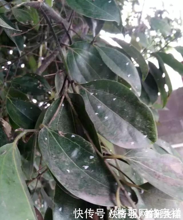 白虱粉|家里养花,生了这个世界性害虫,太难治,一招教你轻松根除白虱粉